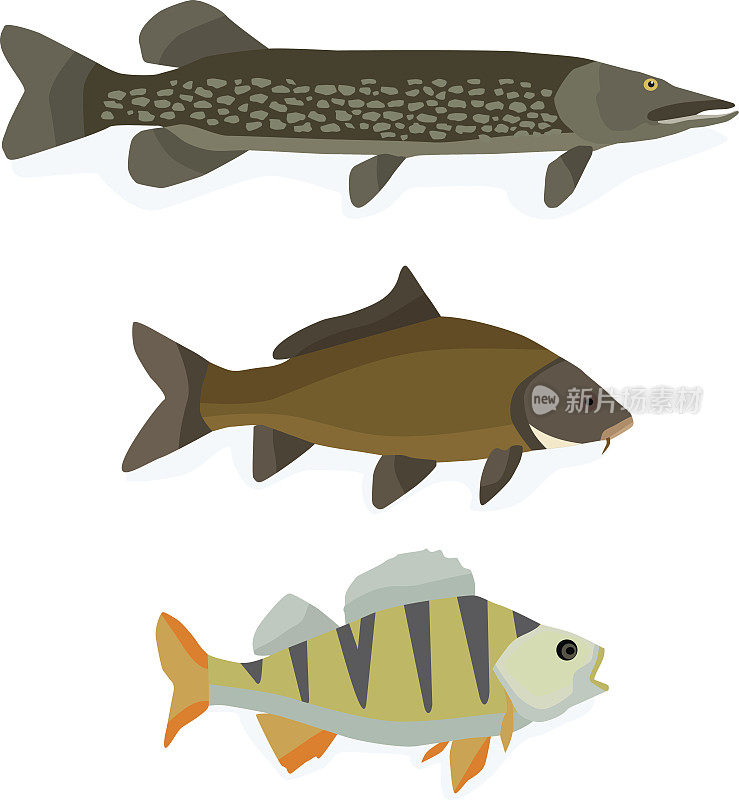 Set of freshwater fish: perch, carp, pike. Popular color fish